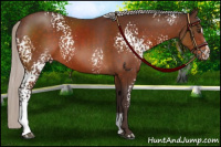 Horse Color:White Spotted Silver Brown Sabino 
