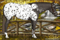 Horse Color:Smoky Black Appaloosa 