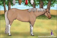 Horse Color:Silver Bay Dun Tobiano 