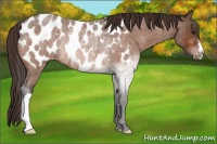 Horse Color:Buckskin Roan Appaloosa Rabicano 