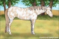Horse Color:White Spotted Red Dun Pearl Appaloosa 