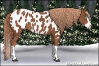 Horse Color:Chestnut Sabino Splash Appaloosa 