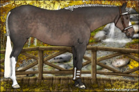 Horse Color:Liver Chestnut Mushroom 