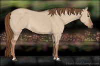 Horse Color:Red Dun Rabicano 
