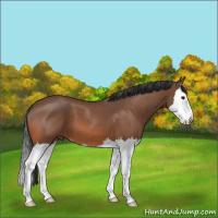Horse Color:Bay Roan Splash 