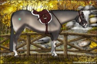 Horse Color:Blue Onyx Rabicano 