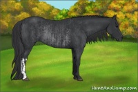 Horse Color:Black  and Black Rabicano 