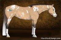 Horse Color:White Spotted Bay Dun Splash Varnish 