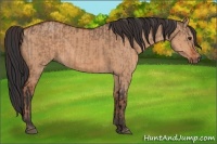 Horse Color:Brown Dun  and Bay Dun 