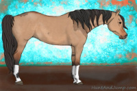 Horse Color:Bay Dun  and Bay Dun 