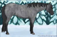 Horse Color:Blue Roan 