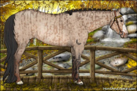 Horse Color:Brown Dun Rabicano and Sable Champagne Dun Rabicano