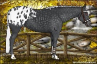 Horse Color:Silver Black Chinchilla Appaloosa