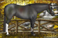 Horse Color:Smoky Black Chinchilla