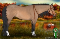 Horse Color:Bay Dun  and Bay Dun 