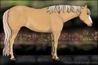 Horse Color:Palomino 
