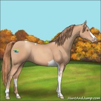 Horse Color:Gold Champagne Splash Tobiano 