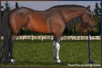 Horse Color:Bay Tobiano 