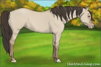 Horse Color:Classic Champagne Dun 