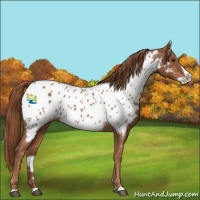 Horse Color:Chestnut Splash Appaloosa 