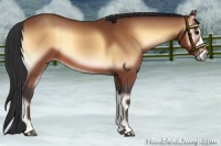 Horse Color:Bay Onyx 