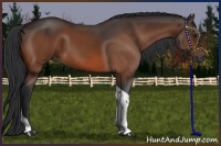 Horse Color:Bay Tobiano 