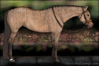 Horse Color:Bay Dun  and Bay Dun 