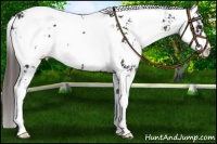 Horse Color:Liver Chestnut Sabino 