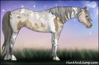 Horse Color:Chocolate Palomino Dun Tobiano  and Brown Dun Appaloosa 