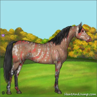 Horse Color:Brown Dun and Brown Dun