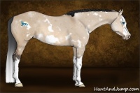 Horse Color:White Spotted Bay Dun Splash Frame Rabicano