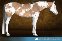 Horse Color:White Spotted Bay Dun Splash 
