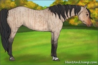 Horse Color:Bay Roan Dun  and Bay Roan Dun 