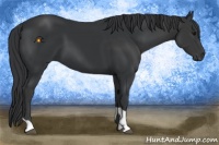 Horse Color:Black  and Black 