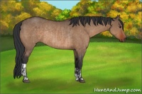 Horse Color:Brown Dun  and Brown Dun Rabicano 