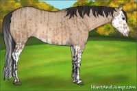 Horse Color:Bay Dun  and Bay Dun Splash 