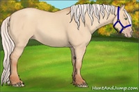 Horse Color:Silver Amber Champagne Dun 