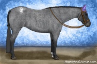 Horse Color:Blue Roan Appaloosa 