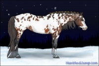 Horse Color:Bay Appaloosa  and Bay Frame Appaloosa 