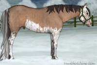 Horse Color:Liver Red Dun and Bay Dun Splash