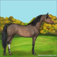 Horse Color:Brown Dun and Brown Dun