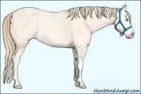 Horse Color:Perlino Dun  and Perlino Dun Splash 