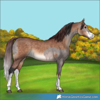 Horse Color:Platinum White Spotted Brown Dun  and White Spotted Chocolate Brown Dun 