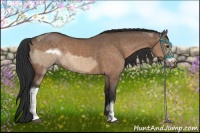 Horse Color:Brown Dun  and Brown Dun Frame 