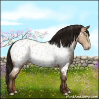 Horse Color:Gray Amber Champagne Appaloosa