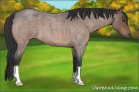 Horse Color:Brown Roan 