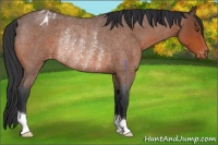 Horse Color:Bay Roan Appaloosa Rabicano 