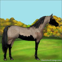 Horse Color:Void Brown Dun  and Void Brown Dun Splash 
