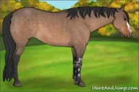Horse Color:Brown Dun and Brown Dun