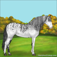 Horse Color:White Spotted Blue Roan Rabicano and White Spotted Blue Roan Rabicano